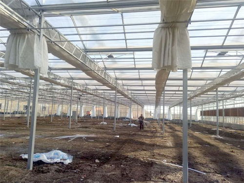 青州瀚洋農業玻璃溫室 專業設計與在線咨詢服務