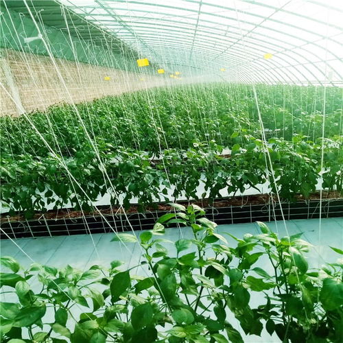 日光溫室 現(xiàn)代農業(yè)的智慧結晶